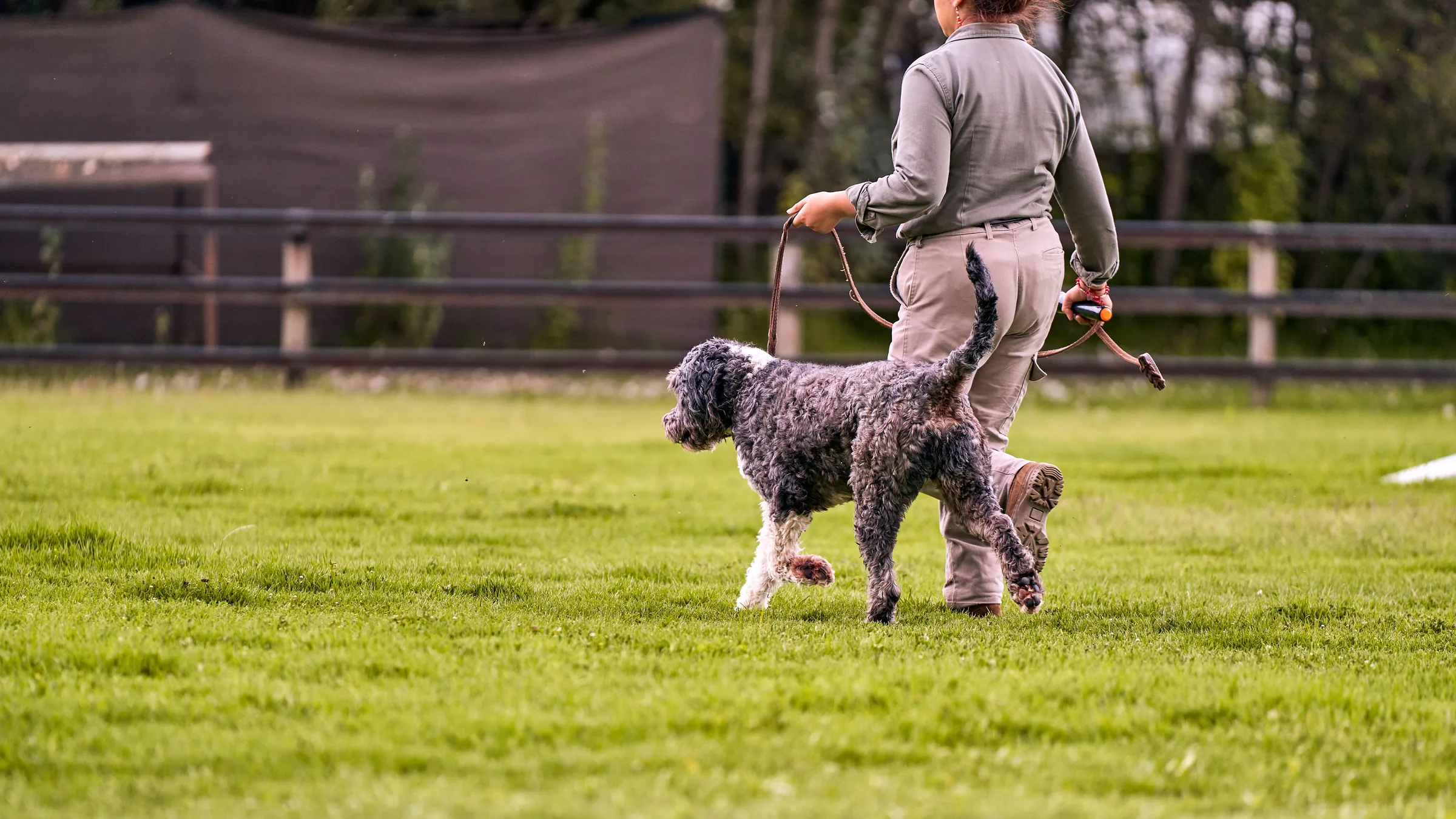 Dog trainer walking a curly-haired dog on a leash across a grassy field with fencing in the background.