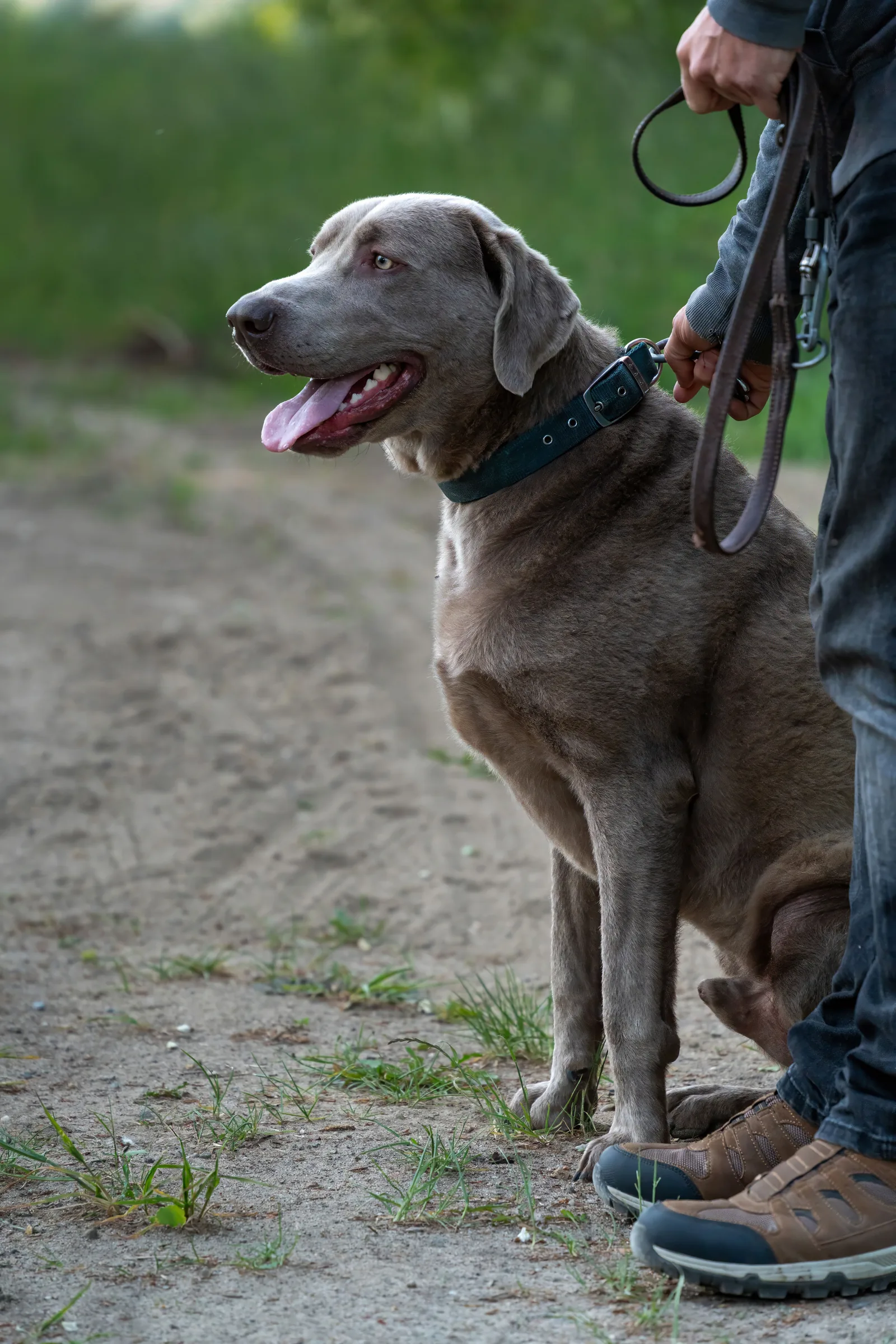 Gray Labrador retriever on leash with handler during dog training session outdoors.