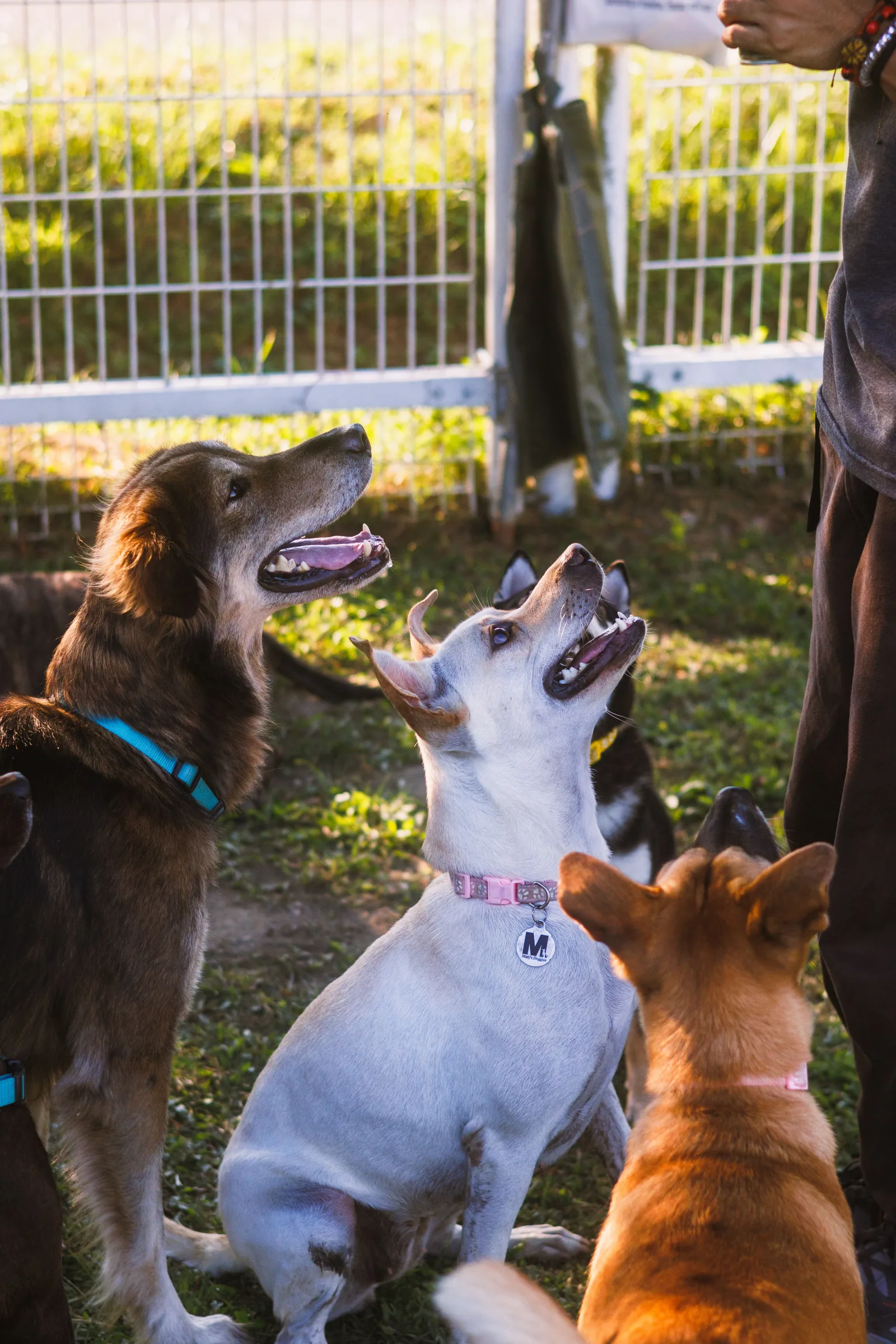 Multiple dogs playing together in a fenced outdoor area during dog training.