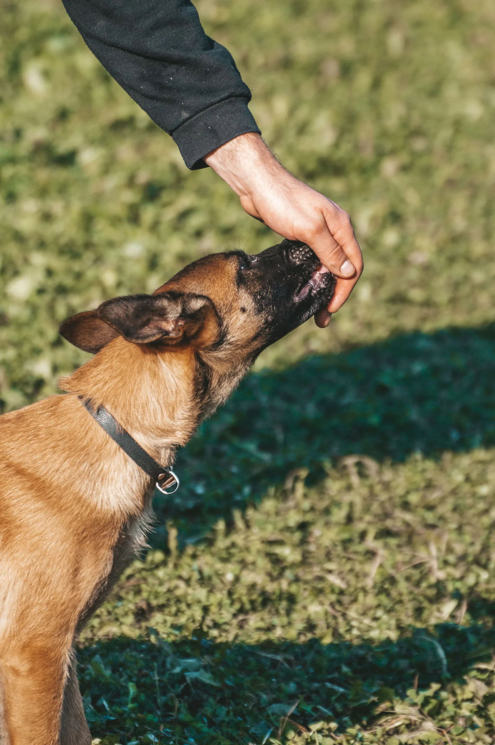 Person's hand shaking paw with brown and black dog wearing collar outdoors.