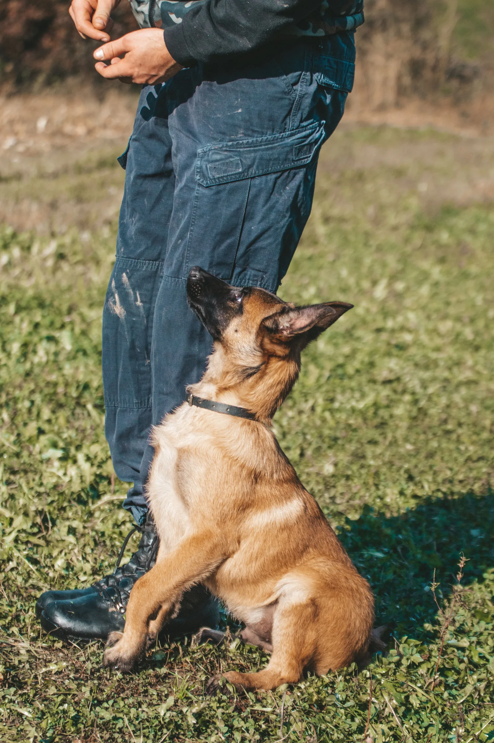 Dog trainer in Rocklin